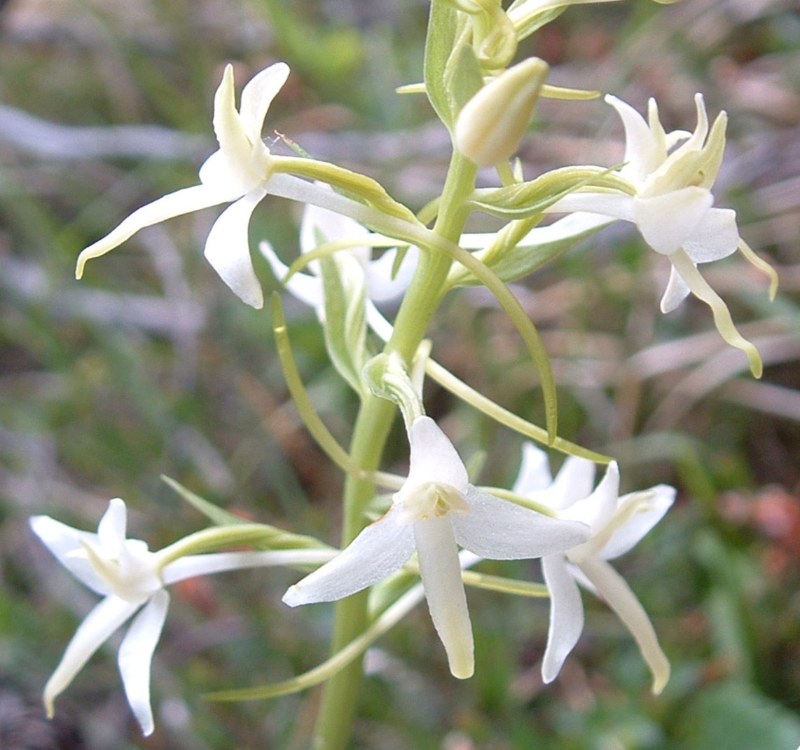 Platanthera chloranta o bifolia?